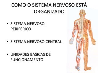 COMO O SISTEMA NERVOSO ESTÁ ORGANIZADO SISTEMA NERVOSO PERIFÉRICO SISTEMA NERVOSO CENTRAL UNIDADES BÁSICAS DE FUNCIONAMENTO 