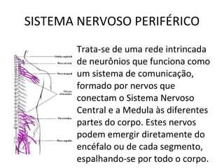 SISTEMA NERVOSO PERIFÉRICO Trata-se de uma rede intrincada de neurônios que funciona como um sistema de comunicação, formado por nervos que conectam o Sistema Nervoso Central e a Medula às diferentes partes do corpo. Estes nervos podem emergir diretamente do encéfalo ou de cada segmento, espalhando-se por todo o corpo. 
