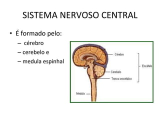 SISTEMA NERVOSO CENTRAL É formado pelo: cérebro  cerebelo e  medula espinhal 