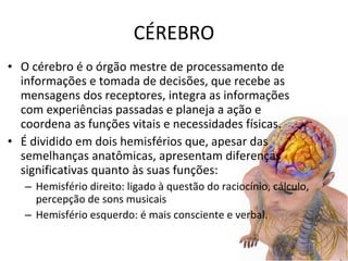 CÉREBRO O cérebro é o órgão mestre de processamento de informações e tomada de decisões, que recebe as mensagens dos receptores, integra as informações com experiências passadas e planeja a ação e coordena as funções vitais e necessidades físicas. É dividido em dois hemisférios que, apesar das semelhanças anatômicas, apresentam diferenças significativas quanto às suas funções: Hemisfério direito: ligado à questão do raciocínio, cálculo, percepção de sons musicais Hemisfério esquerdo: é mais consciente e verbal. 