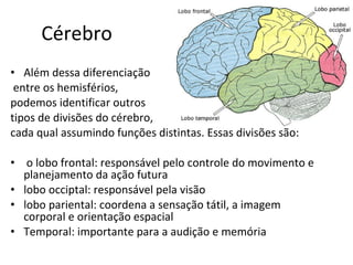 Cérebro Além dessa diferenciação entre os hemisférios,  podemos identificar outros  tipos de divisões do cérebro,  cada qual assumindo funções distintas. Essas divisões são: o lobo frontal: responsável pelo controle do movimento e planejamento da ação futura lobo occiptal: responsável pela visão lobo pariental: coordena a sensação tátil, a imagem corporal e orientação espacial Temporal: importante para a audição e memória  