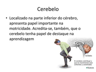 Cerebelo Localizado na parte inferior do cérebro, apresenta papel importante na motricidade. Acredita-se, também, que o cerebelo tenha papel de destaque na aprendizagem 