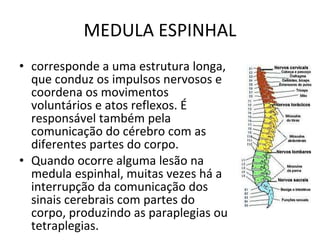 MEDULA ESPINHAL corresponde a uma estrutura longa, que conduz os impulsos nervosos e coordena os movimentos voluntários e atos reflexos. É responsável também pela comunicação do cérebro com as diferentes partes do corpo. Quando ocorre alguma lesão na medula espinhal, muitas vezes há a interrupção da comunicação dos sinais cerebrais com partes do corpo, produzindo as paraplegias ou tetraplegias. 