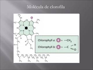 Molécula de clorofila 