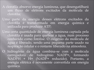 A clorofila absorve energia luminosa, que desengatilhará um fluxo de elétrons excitados da molécula de clorofila; Uma parte da energia desses elétrons excitados da clorofila é transformada em energia química e utilizada para produzir ATP; Uma certa quantidade de energia luminosa captada pela clorofila é usada para quebrar a água, num processo conhecido como fotólise. O oxigênio da molécula de água é liberado, sendo uma pequena parte usado na respiração celular e o restante liberado na atmosfera. O hidrogênio da água combina-se com a molécula carregadora de hidrogênio NADP+, formando NADPH + H+ (NADP+ reduzido). Portanto, a energia elétrica é novamente convertida em energia química.  
