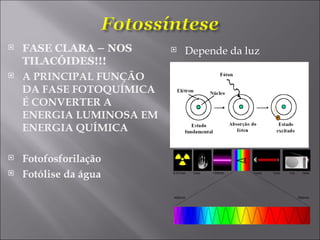 FASE CLARA – NOS TILACÓIDES!!! A PRINCIPAL FUNÇÃO DA FASE FOTOQUÍMICA É CONVERTER A ENERGIA LUMINOSA EM ENERGIA QUÍMICA Fotofosforilação Fotólise da água Depende da luz 