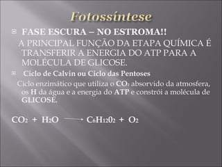 FASE ESCURA – NO ESTROMA!! A PRINCIPAL FUNÇÃO DA ETAPA QUÍMICA É TRANSFERIR A ENERGIA DO ATP PARA A  MOLÉCULA DE GLICOSE. Ciclo de Calvin ou Ciclo das Pentoses Ciclo enzimático que utiliza o  CO 2   absorvido da atmosfera, os  H  da água e a energia do  ATP  e constrói a molécula de  GLICOSE. CO 2   +  H 2 O  C 6 H 12 0 2  +  O 2 