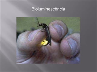 Bioluminescência 