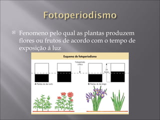 Fenomeno pelo qual as plantas produzem flores ou frutos de acordo com o tempo de exposição á luz  