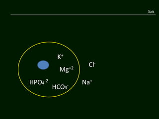 Sais




          K+
                   Cl-
           Mg+2
HPO4-2            Na+
         HCO3-
 
