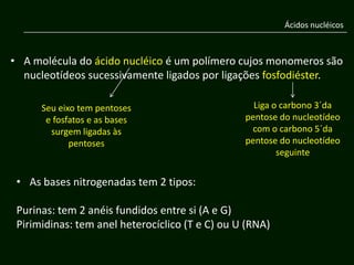 Ácidos nucléicos



• A molécula do ácido nucléico é um polímero cujos monomeros são
  nucleotídeos sucessivamente ligados por ligações fosfodiéster.

      Seu eixo tem pentoses                        Liga o carbono 3´da
       e fosfatos e as bases                     pentose do nucleotídeo
        surgem ligadas às                         com o carbono 5´da
             pentoses                            pentose do nucleotídeo
                                                         seguinte


 • As bases nitrogenadas tem 2 tipos:

 Purinas: tem 2 anéis fundidos entre si (A e G)
 Pirimidinas: tem anel heterocíclico (T e C) ou U (RNA)
 