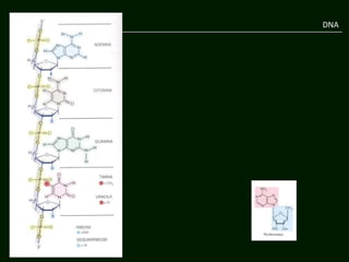 DNA
 