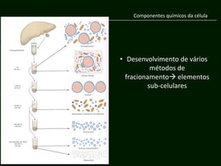 Componentes químicos da célula




• Desenvolvimento de vários
          métodos de
  fracionamento elementos
         sub-celulares
 