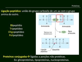 Proteínas

Ligação peptídica: união do grupo carboxila de um aa com o grupo
amina do outro.


       Dipeptídio
       Tripeptídeo
      Oligopeptídeo
      Polipeptídeo




 Proteínas conjugadas ligadas a porções não protéicas.
          Ex: glicoproteínas, lipoproteínas, nucleoproteínas.
 