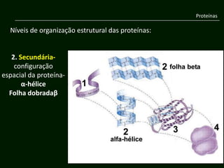 Proteínas

  Níveis de organização estrutural das proteínas:


   2. Secundária-
    configuração
espacial da proteína-
       α-hélice
  Folha dobradaβ
 