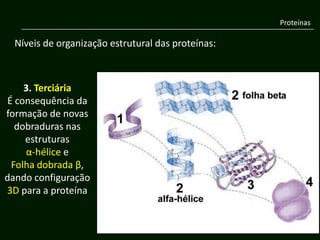 Proteínas

  Níveis de organização estrutural das proteínas:



    3. Terciária
É consequência da
formação de novas
  dobraduras nas
    estruturas
    α-hélice e
 Folha dobrada β,
dando configuração
3D para a proteína
 
