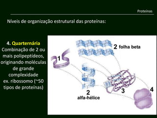 Proteínas

  Níveis de organização estrutural das proteínas:



   4. Quarternária
Combinação de 2 ou
 mais polipeptídeos,
originando moléculas
      de grande
    complexidade
 ex. ribossomo (~50
 tipos de proteínas)
 