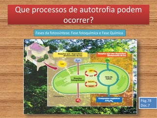 Que processos de autotrofia podem
ocorrer?
Fases da fotossíntese: Fase fotoquímica e Fase Química
Pág.78
Doc.7
 