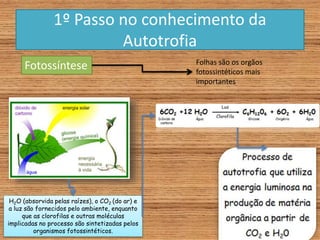 1º Passo no conhecimento da
Autotrofia
Fotossíntese Folhas são os orgãos
fotossintéticos mais
importantes
H2O (absorvida pelas raízes), o CO2 (do ar) e
a luz são fornecidos pelo ambiente, enquanto
que as clorofilas e outras moléculas
implicadas no processo são sintetizadas pelos
organismos fotossintéticos.
 