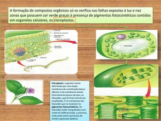 A formação de compostos orgânicos só se verifica nas folhas expostas à luz e nas
zonas que possuem cor verde graças à presença de pigmentos fotossintéticos contidos
em organelos celulares, os cloroplastos.
Cloroplasto: organelo celular
delimitado por uma dupla
membrana de constituição básica
idêntica à da membrana celular.
Internamente possui sáculos, os
tilacoides, que formam estruturas
empilhadas. É na membrana dos
tilacoides que se localizam os
pigmentos fotossintéticos. Os
tilacoides estão mergulhados num
material indiferenciado, o estroma,
onde pode existir partículas de
amido e gotículas lipídicas.
 