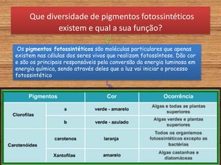 Que diversidade de pigmentos fotossintéticos
existem e qual a sua função?
Os pigmentos fotossintéticos são moléculas particulares que apenas
existem nas células dos seres vivos que realizam fotossíntese. Dão cor
e são os principais responsáveis pela conversão da energia luminosa em
energia química, sendo através deles que a luz vai iniciar o processo
fotossintético
 