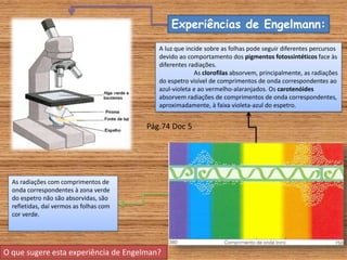 Experiências de Engelmann:
A luz que incide sobre as folhas pode seguir diferentes percursos
devido ao comportamento dos pigmentos fotossintéticos face às
diferentes radiações.
As clorofilas absorvem, principalmente, as radiações
do espetro visível de comprimentos de onda correspondentes ao
azul-violeta e ao vermelho-alaranjados. Os carotenóides
absorvem radiações de comprimentos de onda correspondentes,
aproximadamente, à faixa violeta-azul do espetro.
As radiações com comprimentos de
onda correspondentes à zona verde
do espetro não são absorvidas, são
refletidas, daí vermos as folhas com
cor verde.
O que sugere esta experiência de Engelman?
Pág.74 Doc 5
 