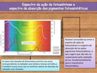 As taxas mais elevadas de fotossíntese ocorrem nas zonas
correspondentes às radiações azul-violeta e laranja-vermelho e
é também nessas zonas que se verificam valores de absorção de
radiações mais elevados.
Notável concordância entre o
espetro de ação da
fotossíntese e o espetro de
absorção de luz pelos
pigmentos fotossintéticos, o
que sugere que são eles os
responsáveis pela captação
de luz, fundamentalmente
para o mecanismo
fotossintético.
 