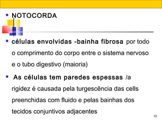 10
 NOTOCORDA
 células envolvidas -bainha fibrosa por todo
o comprimento do corpo entre o sistema nervoso
e o tubo digestivo (maioria)
 As células tem paredes espessas /a
rigidez é causada pela turgescência das cells
preenchidas com fluido e pelas bainhas dos
tecidos conjuntivos adjacentes
 
