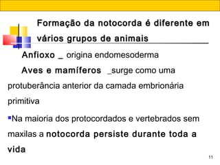 11
      Anfioxo _ origina endomesoderma
   Aves e mamíferos  _surge como uma
protuberância anterior da camada embrionária
primitiva
Na maioria dos protocordados e vertebrados sem
maxilas a notocorda persiste durante toda a
vida
Formação da notocorda é diferente emFormação da notocorda é diferente em
vários grupos de animaisvários grupos de animais
 