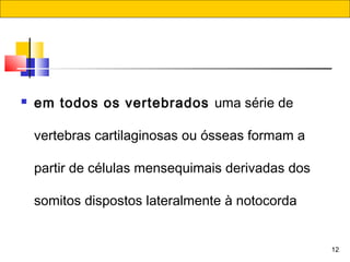 12
 em todos os vertebrados uma série de
vertebras cartilaginosas ou ósseas formam a
partir de células mensequimais derivadas dos
somitos dispostos lateralmente à notocorda
 