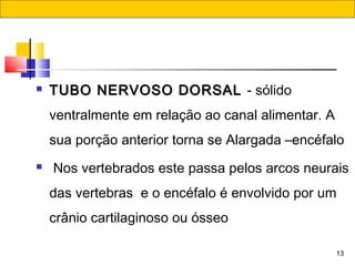 13
 TUBO NERVOSO DORSALTUBO NERVOSO DORSAL - sólido
ventralmente em relação ao canal alimentar. A
sua porção anterior torna se Alargada –encéfalo
 Nos vertebrados este passa pelos arcos neurais
das vertebras  e o encéfalo é envolvido por um
crânio cartilaginoso ou ósseo
 