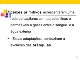 21
 peixes primitivos acrescentaram uma
rede de capilares com paredes finas e
permeáveis a gases entre o sangue  e a 
água exterior
 Essas adaptações  conduziram a
evolução das brânquias
 