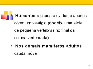 23
  Humanos a cauda é evidente apenas
como um vestígio (cóccix uma série
de pequena vertebras no final da
coluna vertebrada)
 Nos demais mamíferos adultos 
cauda móvel
 