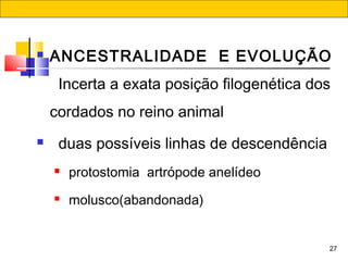 27
 ANCESTRALIDADE  E EVOLUÇÃO 
Incerta a exata posição filogenética dos
cordados no reino animal
 duas possíveis linhas de descendência
 protostomia artrópode anelídeo
 molusco(abandonada)
    
 