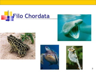 3
Filo Chordata
 