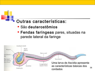 36
 Outras características:
 São deuterostômios
 Fendas faríngeas pares, situadas na
parede lateral da faringe
Uma larva de Ascídia apresenta
as características básicas dos
cordados
 