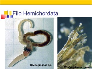 42
Filo Hemichordata
Saccoglossus sp.
Rhabdoplera normanii
 