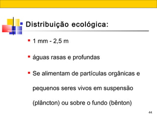44
 Distribuição ecológica:
 1 mm - 2,5 m
 águas rasas e profundas
 Se alimentam de partículas orgânicas e
pequenos seres vivos em suspensão
(plâncton) ou sobre o fundo (bênton)
 