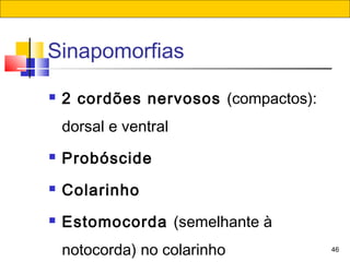46
Sinapomorfias
 2 cordões nervosos (compactos):
dorsal e ventral
 Probóscide
 Colarinho
 Estomocorda (semelhante à
notocorda) no colarinho
 