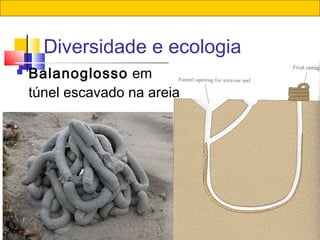 52
Diversidade e ecologia
 Balanoglosso em
túnel escavado na areia
 