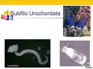 55
Subfilo Urochordata
Ascídias
Salpas
Larváceas
 