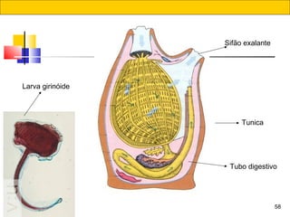 58
Tunica
Sifão exalante
Tubo digestivo
Larva girinóide
 
