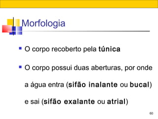 60
Morfologia
 O corpo recoberto pela túnica
 O corpo possui duas aberturas, por onde
a água entra (sifão inalante ou bucal)
e sai (sifão exalante ou atrial)
 