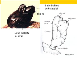 61
Styela plicata
Sifão inalante
ou branquial
Sifão exalante
ou atrial
Túnica
 