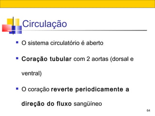 64
Circulação
 O sistema circulatório é aberto
 Coração tubular com 2 aortas (dorsal e
ventral)
 O coração reverte periodicamente a
direção do fluxo sangüíneo
 