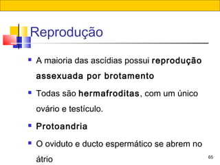 65
Reprodução
 A maioria das ascídias possui reprodução
assexuada por brotamento
 Todas são hermafroditas, com um único
ovário e testículo.
 Protoandria
 O oviduto e ducto espermático se abrem no
átrio
 