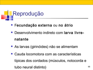66
 Fecundação externa ou no átrio
 Desenvolvimento indireto com larva livre-
natante
 As larvas (girinóides) não se alimentam
 Cauda locomotora com as características
típicas dos cordados (músculos, notocorda e
tubo neural distinto)
Reprodução
 