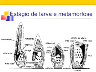 68
Estágio de larva e metamorfose
 