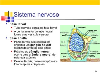 69
Sistema nervoso
 Fase larval
 Tubo nervoso dorsal na fase larval
 A ponta anterior do tubo neural
forma uma vesícula cerebral
 Fase adulta
 Parte da vesícula cerebral dá
origem a um gânglio neural
localizado entre os dois sifões
 Próximo ao gânglio neural
ocorre uma glândula neural de
natureza exócrina
 Células tácteis, quimioreceptoras e
fotoreceptoras dispersas
 