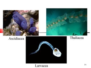 71
Ascidiacea Thaliacea
Larvacea
 